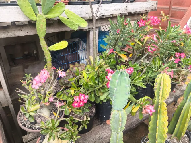 Rosas do deserto 