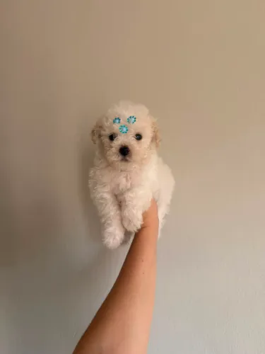 POODLE TOY MACHO
