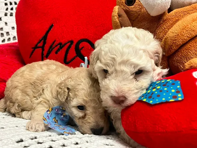 Reservas filhotes machos - Poodle Toy