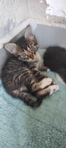 Gatinhos para adoção