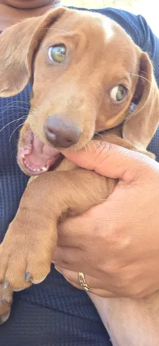 Cachorro salsicha 