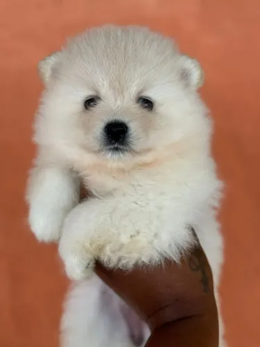 Lulu da Pomerânia - Filhote Vacinado e vermífugado 