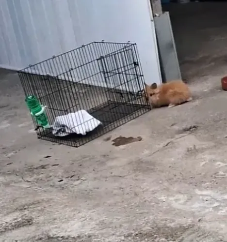Vendo mini coelho com gaiola