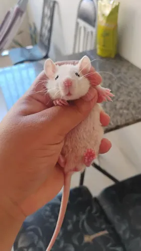 Lindos ratinhos Twister 