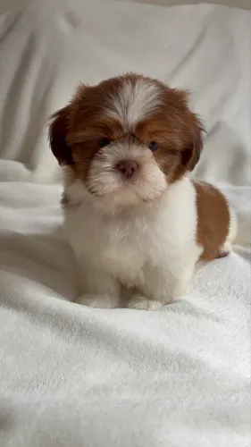 Machinho Shihtzu disponível 