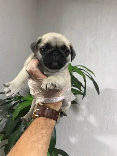Filhote de Pug Disponível ? Seu Novo Melhor Amigo Pode Estar Aqui