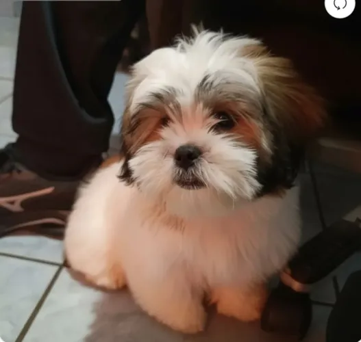 Filhote Lhasa Apso Fêmea