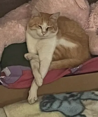 Gato Cleiton (raça laranja)