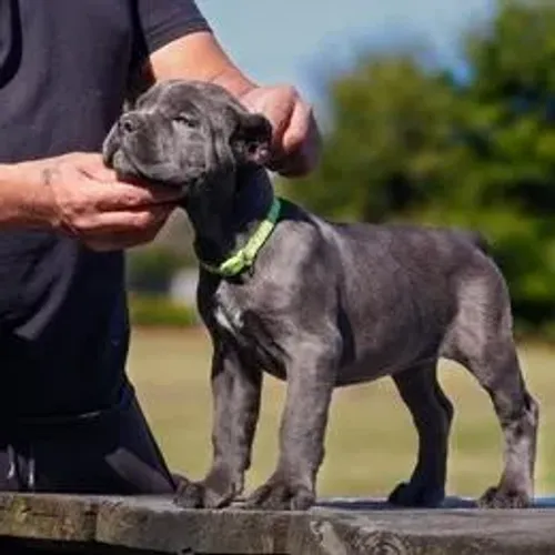 Cane Corso,Cane Corso Filhote Top Padrão da Raça