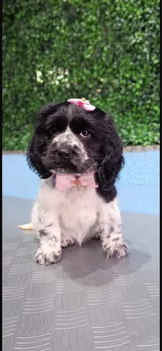 Cadela