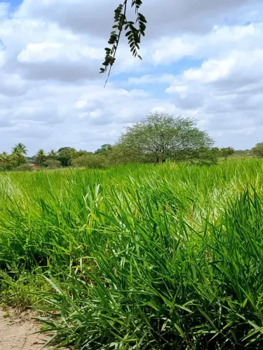 Pasto para alugar