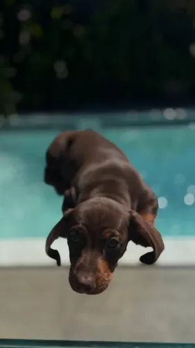 dachshund teckel 