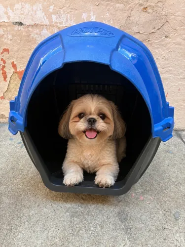 Vendo casinha de cachorro número 02