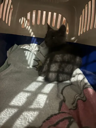 Doação gato cinza filhote 