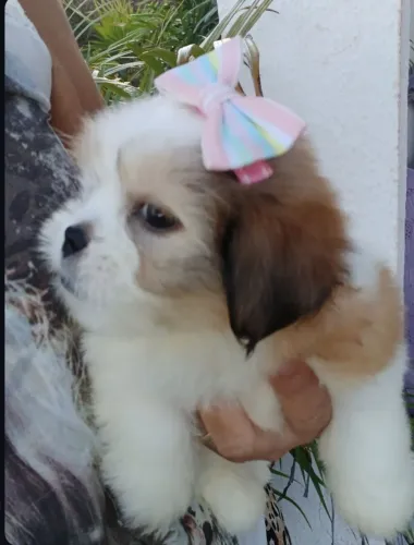 Linda fêmea lhasa apso