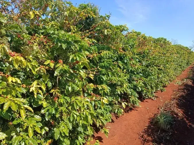 PLANTIO DE CAFÉ - Área Rural 60 alqueires -  Ribeirão do Pinhal - PR