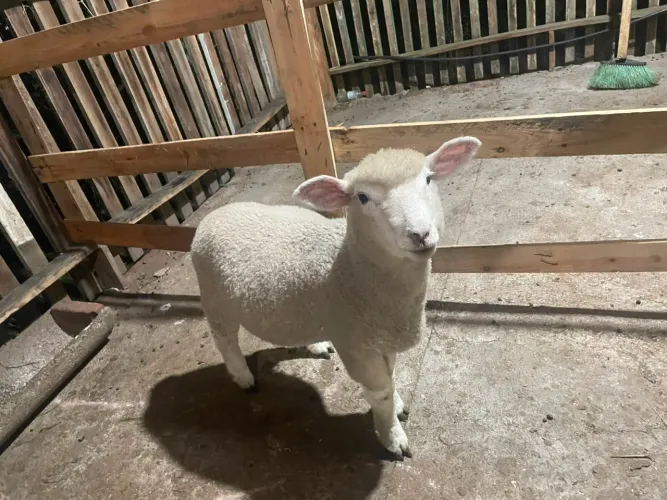 Borrego texel