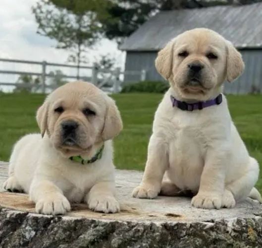Labrador Filhotes Alto Padrão