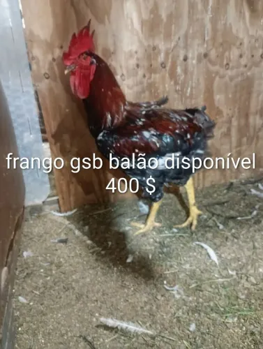 Gsb balão disponível pintinhos frango e galo franguinhas 