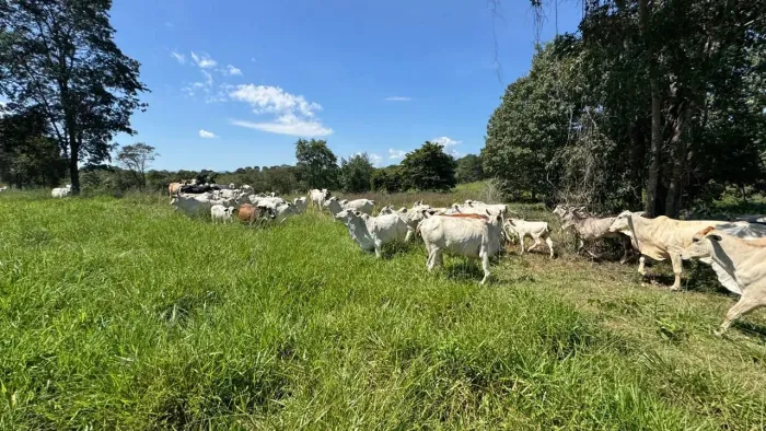 Ótima fazenda, Goiás velho