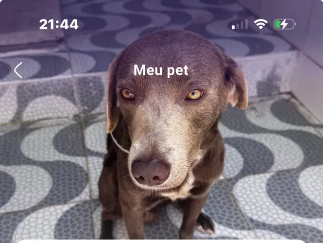 Lindo cachorro com apenas 3 anos.