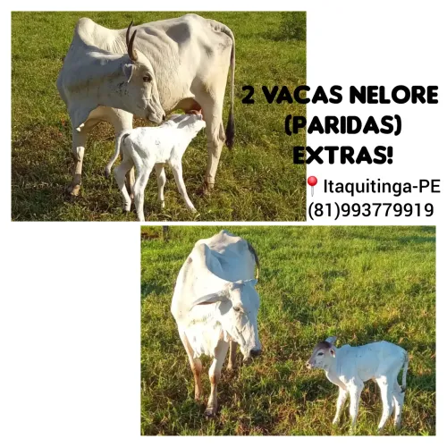 2 Vacas Nelore paridas EXTRAS!! 9 mil Tudo