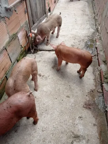 Vendo leitão de ótima genetica