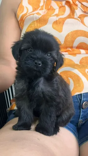 Linda cachorrinha Shitzu com york a venda