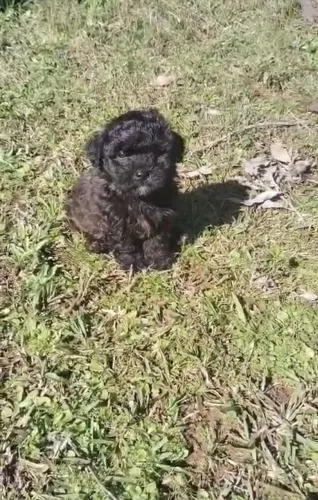 Podlle Black Macho