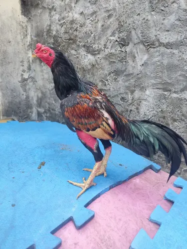 Galo