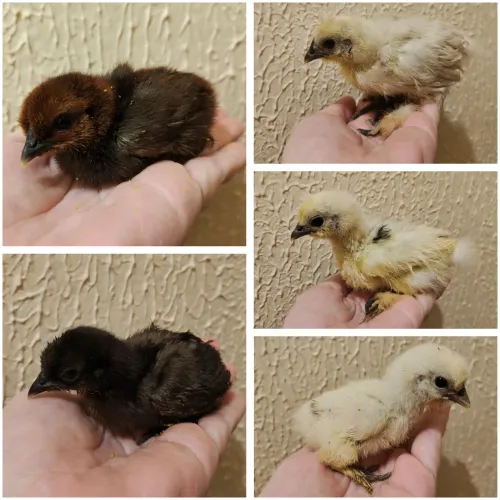 Presente diferente barato dia das crianças menino menina