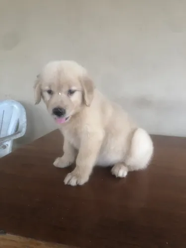 Golden retriever