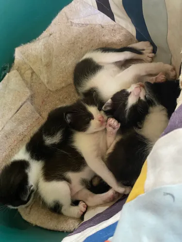 doação de gatos