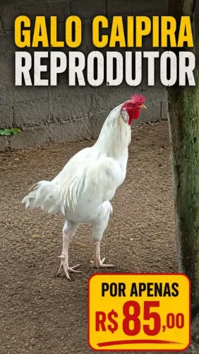 VENDO GALO REPRODUTOR