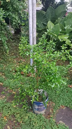 Pé de Pitanga Adulto - 1,5 m | Já Floriu e Está Dando Frutos