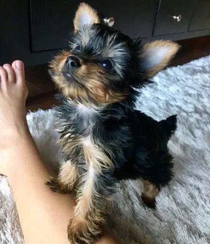 Filhote Yorkshire Terrier, O abraço mais fofinho do mundo está esperando por você!