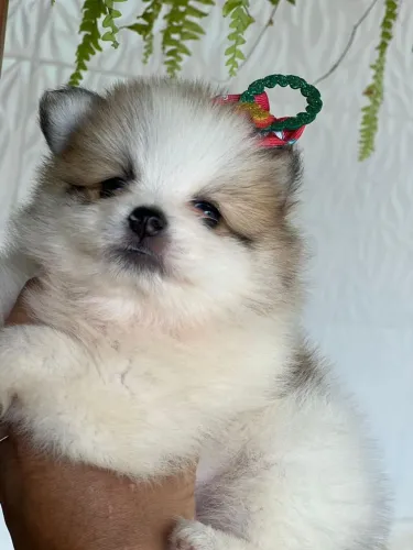 Lulu da Pomerânia fofinho