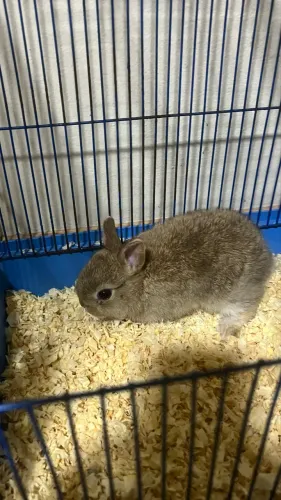 Coelho Netherland (Mini Coelho)