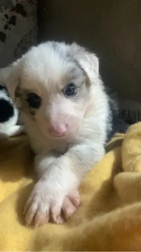 Cachorro