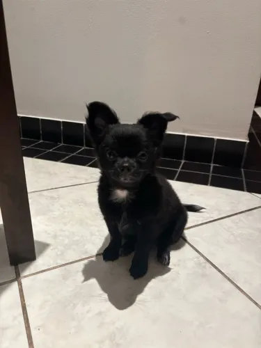 Chihuahua fêmea pelo longo
