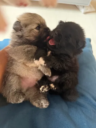 Sptz alemã baby face  3500