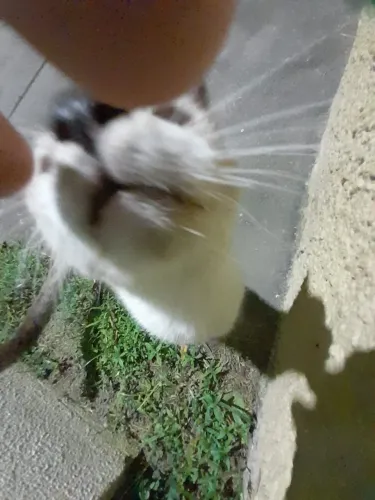 Gata para adoção 