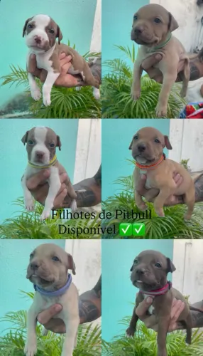 Filhote de Pitbull