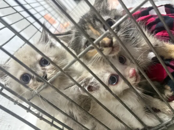 Filhotes Gatinhos/Gatos para Adoção