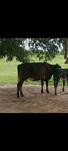 Vaca de leite 