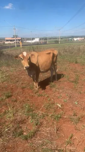 Vaca