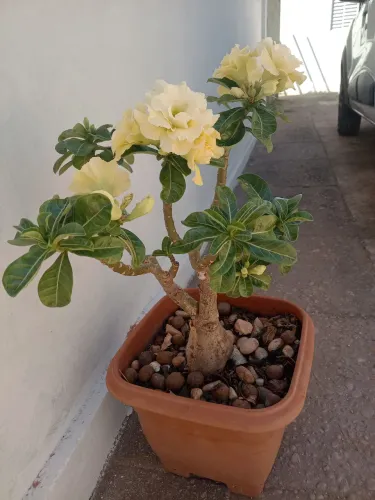 Rosa do Deserto Bridal Bouquet