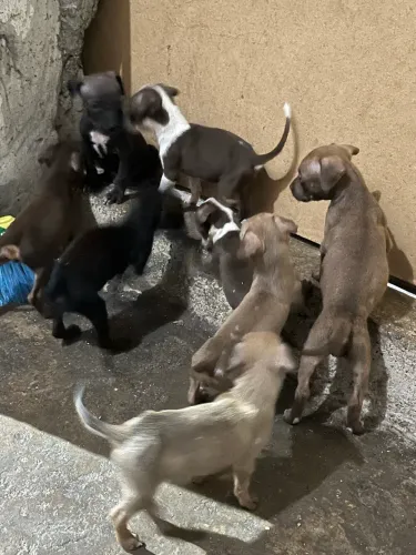 Filhotes de pit bull apbt