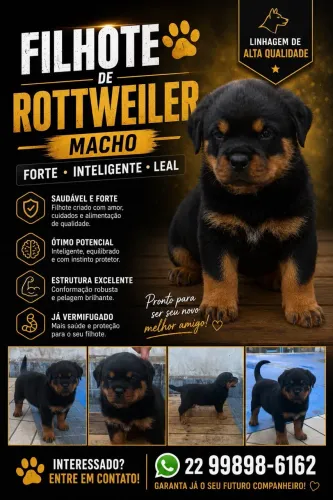 Rottweiler