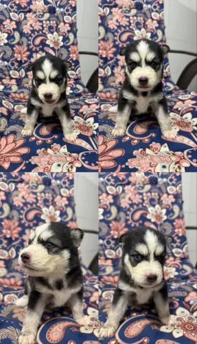 Husky Siberiano